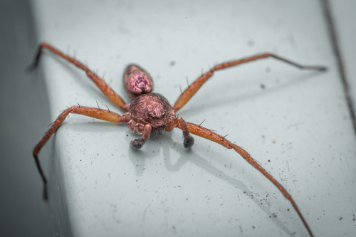 Philodromus aureolus