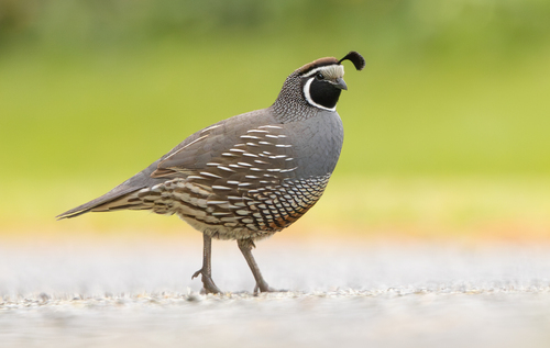 California Quail