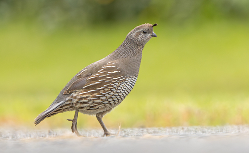 California Quail