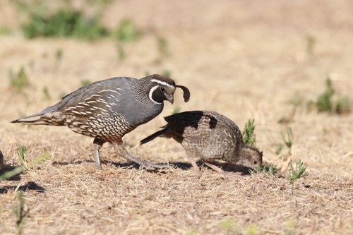California Quail