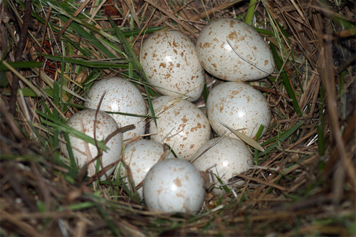 California Quail