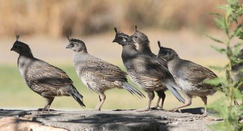 California Quail