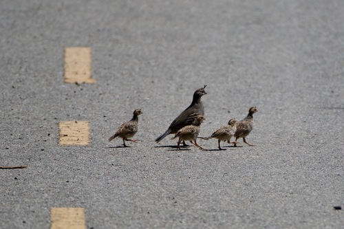California Quail