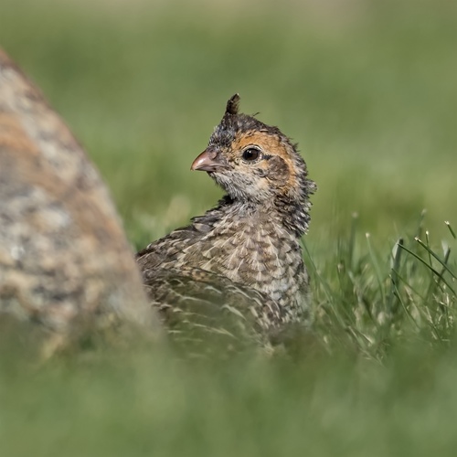 California Quail
