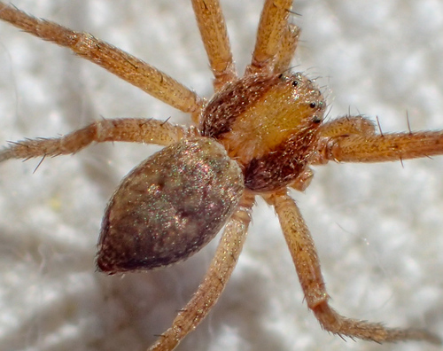 Philodromus rufus