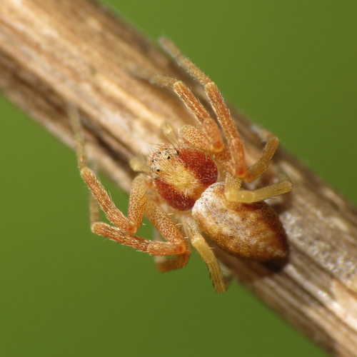 Philodromus rufus