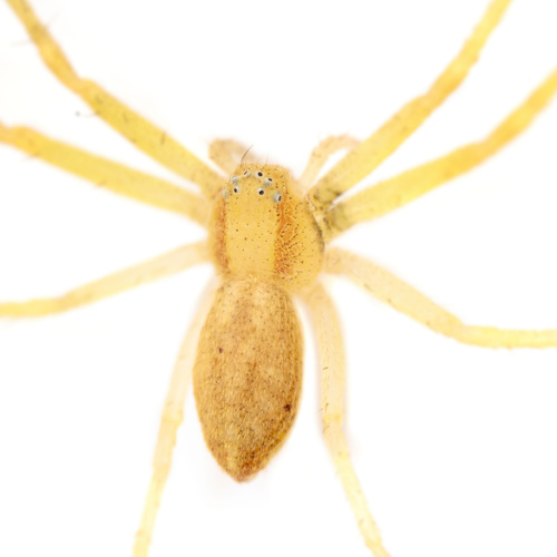 Philodromus rufus