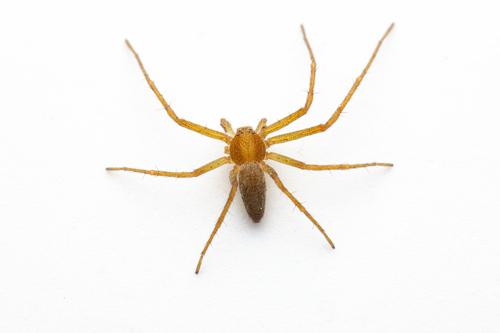 Philodromus rufus