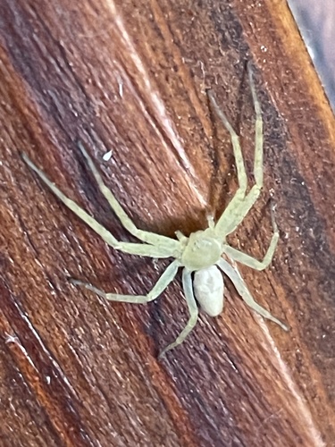Philodromus rufus