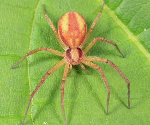 Philodromus rufus