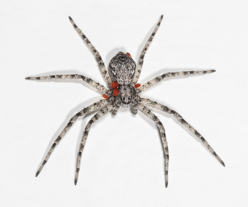 Philodromus rufus