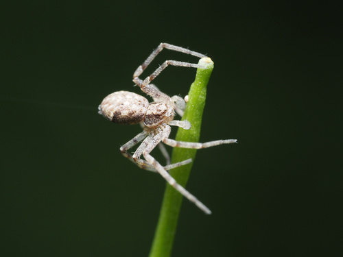 Philodromus rufus