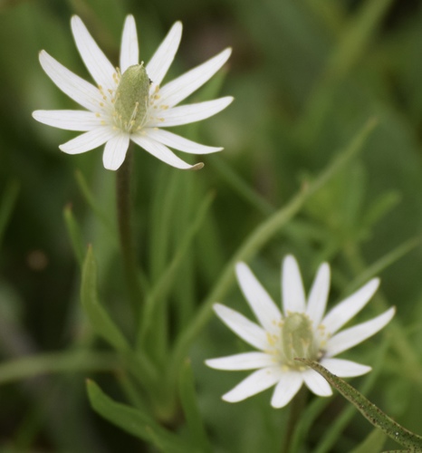 Tenpetal Anemone