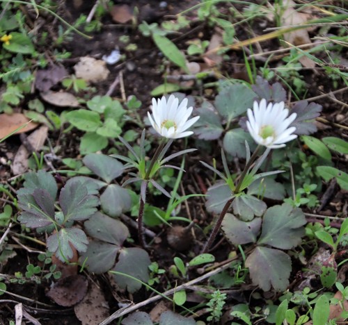 Tenpetal Anemone
