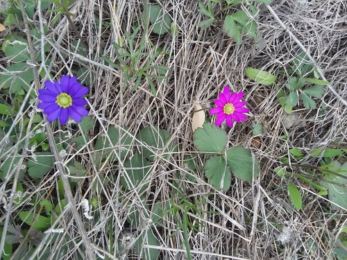 Tenpetal Anemone