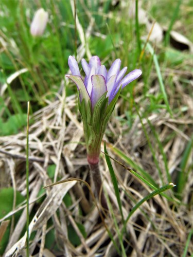 Tenpetal Anemone