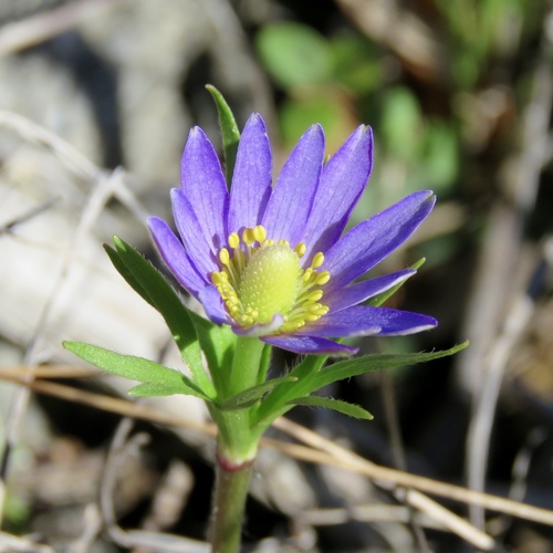 Tenpetal Anemone