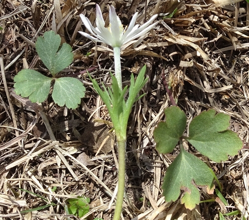 Tenpetal Anemone