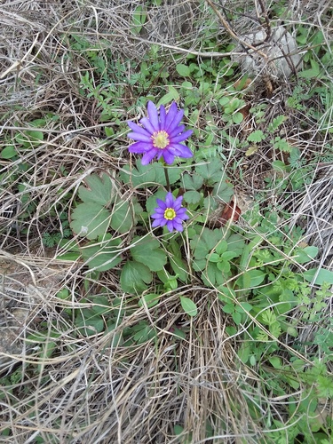 Tenpetal Anemone