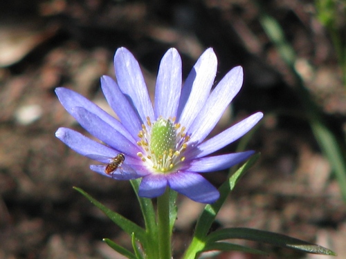 Tenpetal Anemone