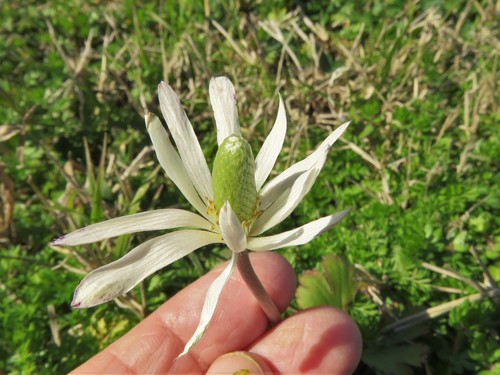 Tenpetal Anemone