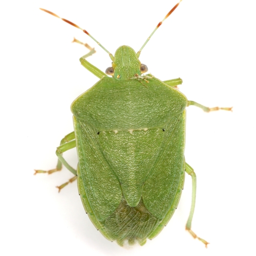 Southern Green Stink Bug