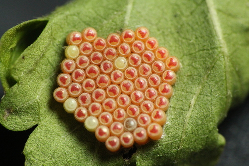 Southern Green Stink Bug