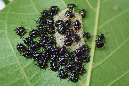 Southern Green Stink Bug