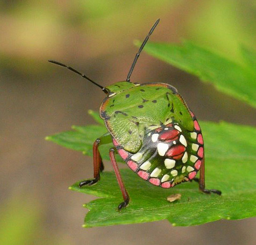 Southern Green Stink Bug