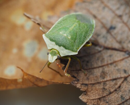 Southern Green Stink Bug