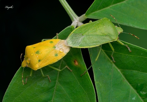 Southern Green Stink Bug