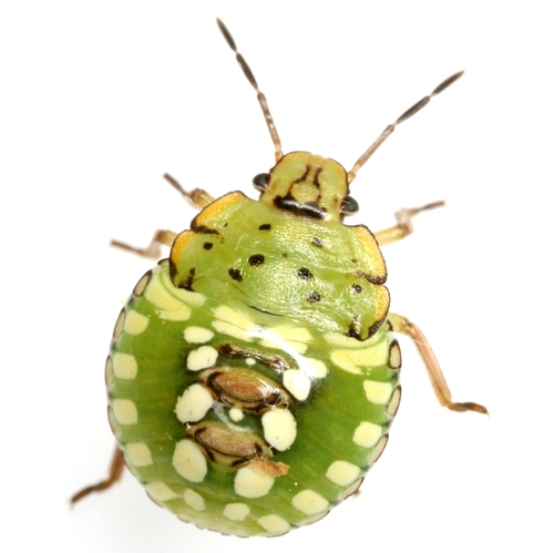 Southern Green Stink Bug
