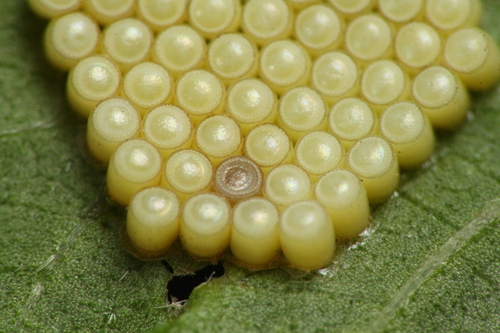 Southern Green Stink Bug