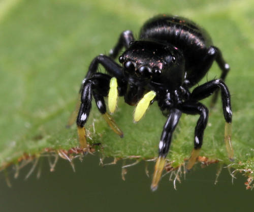 Sun Jumping Spiders