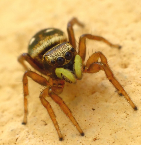 Sun Jumping Spiders