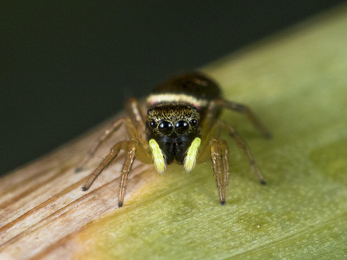 Sun Jumping Spiders