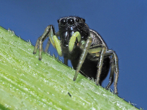Sun Jumping Spiders