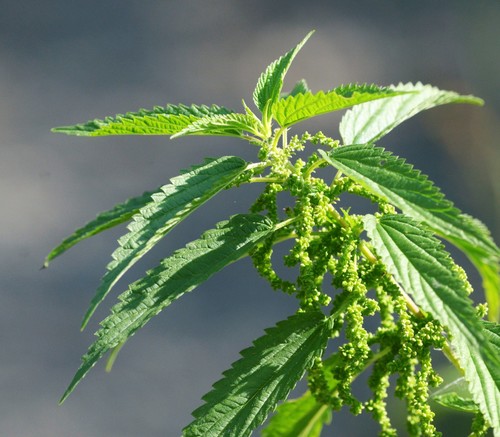 slender stinging nettle