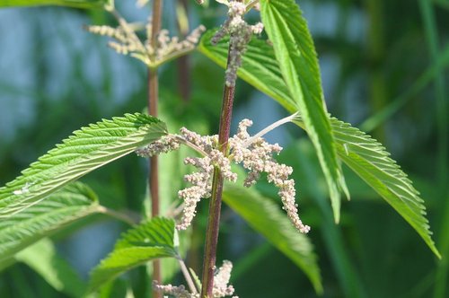 slender stinging nettle