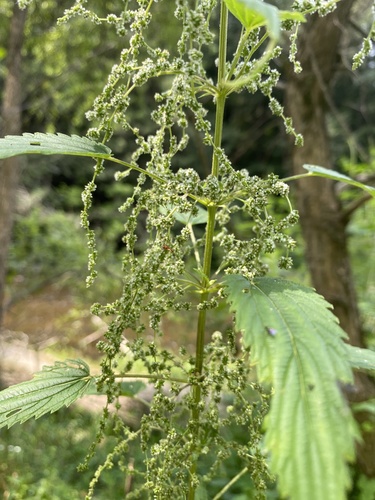 slender stinging nettle