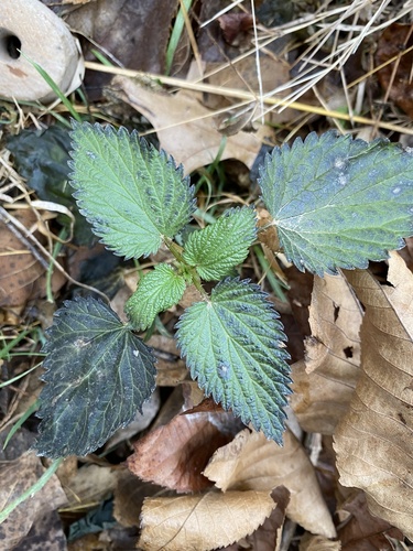 slender stinging nettle