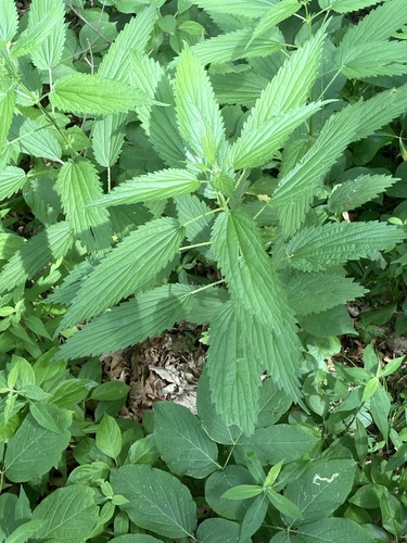 slender stinging nettle