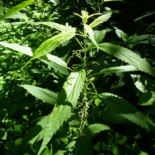 slender stinging nettle