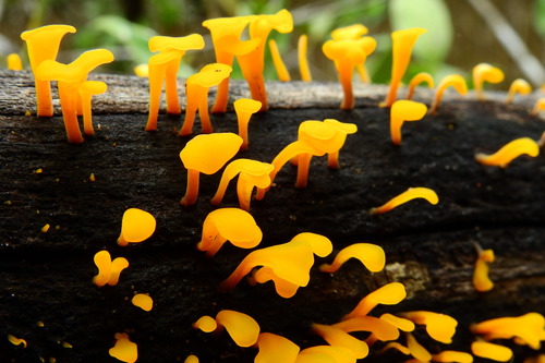 Fan-shaped Jelly Fungus