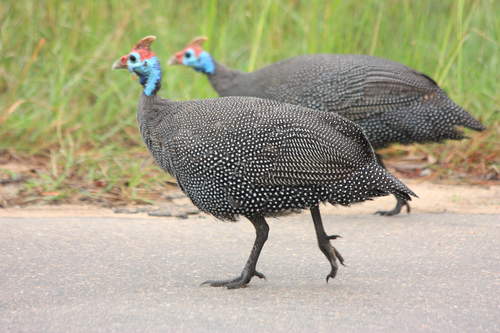 Helmeted Guineafowl