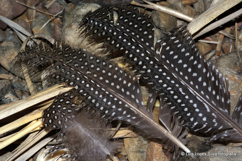Helmeted Guineafowl