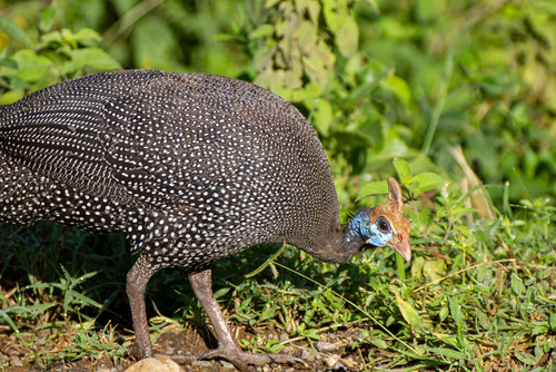 Helmeted Guineafowl