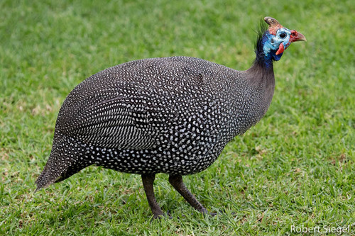 Helmeted Guineafowl