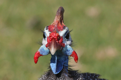 Helmeted Guineafowl