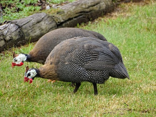 Helmeted Guineafowl